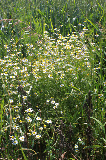 Echte Kamille - Matricaria chamomilla (M. recutita); Ackerrand bei Karlsbad-Langensteinbach (G. Franke, 2021)