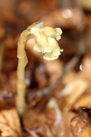 Buchenspargel - Monotropa hypopitys ssp. hypophegea; buchendominierter Mischwald bei Dietlingen (G. Franke, 19.06.2011)