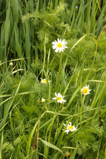 Geruchlose Kamille - Tripleurospermum inodorum; Ackerrand bei Karlsbad-Auerbach (G. Franke, 08.05.2021)