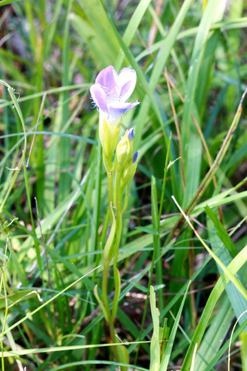 Fransen-Enzian - Gentianella ciliata; bei Dietlingen (G. Franke, 2011)