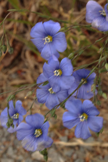 Gemeiner Lein - Linum usitatissimum, Wegrand bei Untergrombach (G. Franke, 02.05.2018)