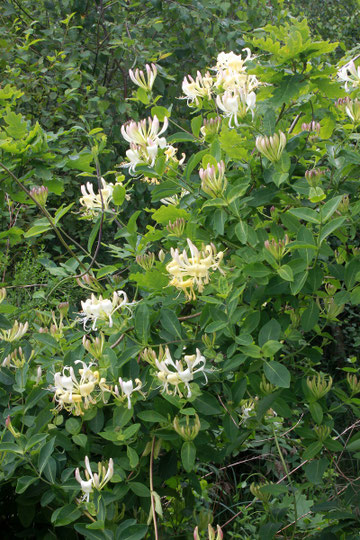 Wald-Geißblatt - Lonicera periclymenum; bei Karlsbad-Ittersbach (G. Franke, 2010)