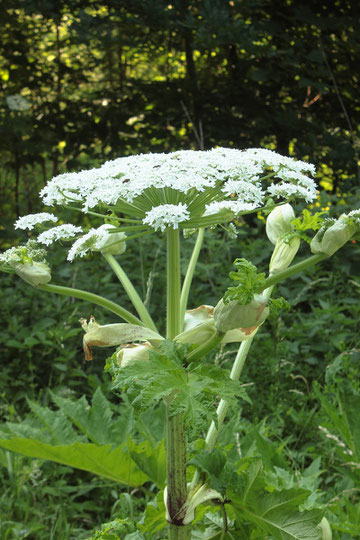 Riesen-Bärenklau - Heracleum mantegazzianum; Waldwegrand unterhalb von Dennach (G. Franke, 12.06.2017)