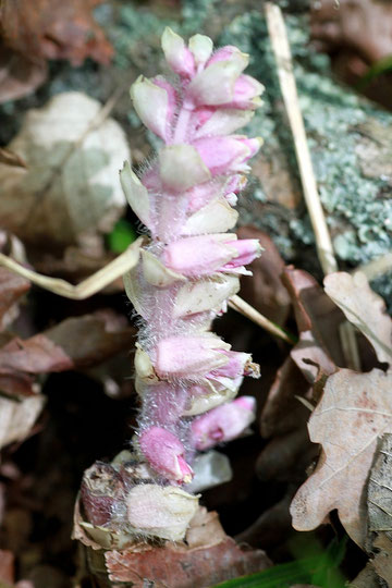 Gewöhnliche Schuppenwurz - Lathraea squamaria; Rheinauen bei Karlsruhe (G. Franke)