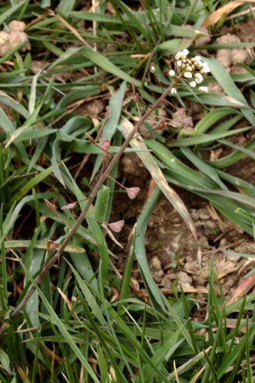 Gewöhnliches Hirtentäschel - Capsella bursa-pastoris; Ackerrandstreifen bei Karlsbad-Langensteinbach (G. Franke, 08.04.2021)