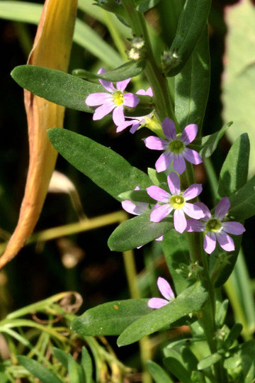 Ysop-Weiderich - Lythrum hyssopifolia; Ackerrand bei Karlsbad-Auerbach (G. Franke, 22.07.2021)