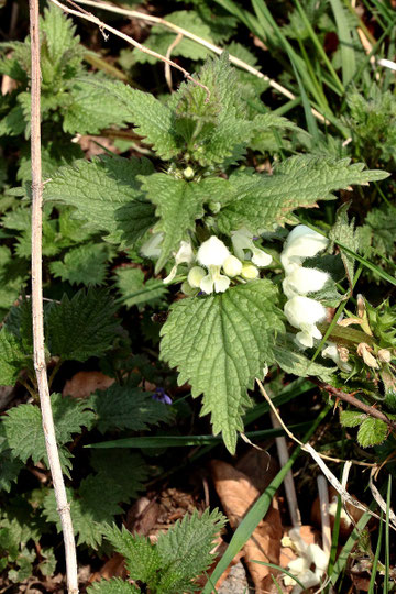 Weiße Taubnessel - Lamium album; bei Karlsbad-Spielberg (G. Franke, 14.04.2022)