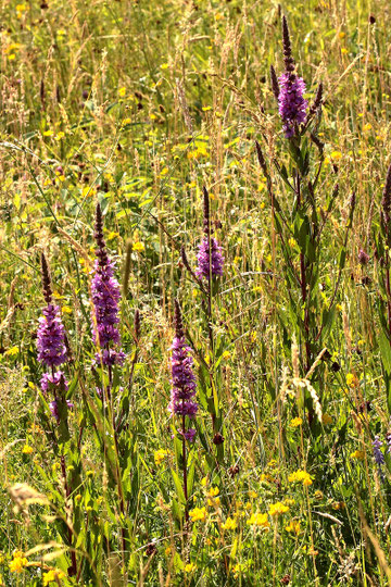 Blut-Weiderich - Lythrum salicaria; bei Karlsbad-Spielberg (G. Franke, 15.06.2022)