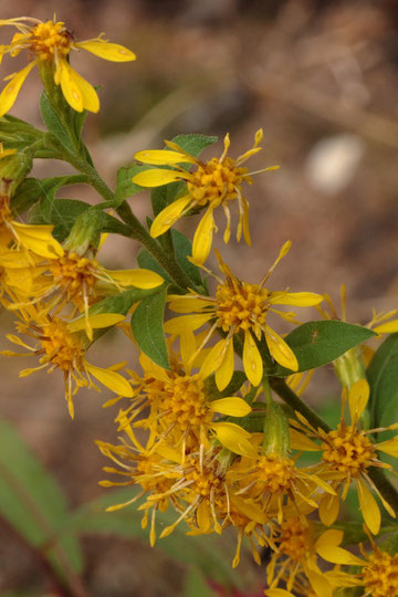 Gewöhnliche Goldrute - Solidago virgaurea (G. Franke)