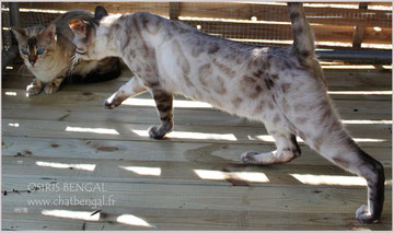 blissmore snow leopard bengal snow lynx mink porteur charcoal carrie osiris jessie martinez rosettes yeux bleux panthera leopard des neiges alc asian leopard cat prionailurus felis bengalensis bengale