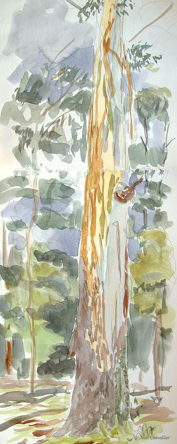 Vieil eucalyptus, aquarelle Jean Chevallier