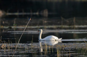 Martin-pêcheur d'Europe - St Michel en Brenne (36) - Septembre 2010