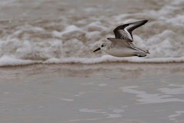 Bécasseau sanderling en vol - Brem-sur-Mer (85) - 06/02/2011