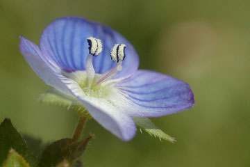 Véronique de Perse - Veronica persica - Buxerolles (86) - 13/03/2005