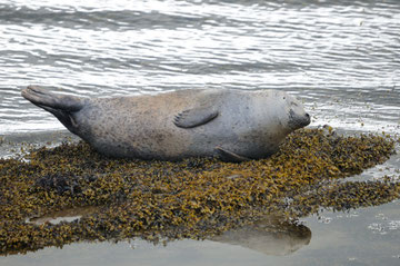 Le phoque commun - Phoca vitulina - Cromarty Firth (Ecosse) - Juillet 2008