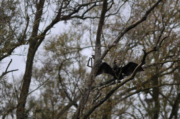 Grand Cormoran- Angers (49) - Octobre 2008