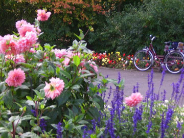 Radlerrast zwischen Sommerblumen ...