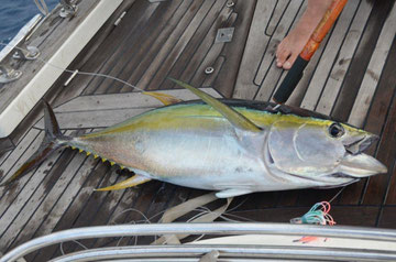 Yellowfin Thun, Nordostkueste Brazil, September 2012