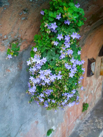 Campanula in fioritura sotto un portico a Perti Alto