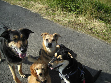 Juli 2013 Beim Morgenspaziergang