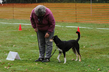 Sitz, um den Hund herum B-004