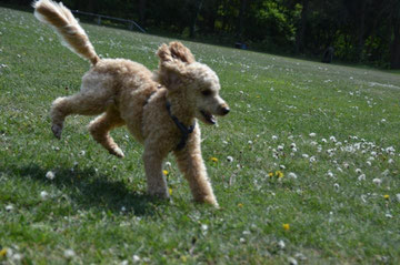 3.Platz Hunderennen 21.04.14 Zellhausen