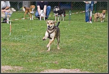 Hunderennen am BrunoPet-Tag 2009