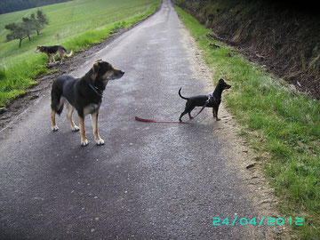 Kleiner Besuch, Prager Radler MAXI