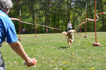 Die spielenden Hunde hinter mir waren vile interessanter. Elli folgt in Ruhe