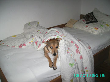 Hotel Wolf, Januar 2012