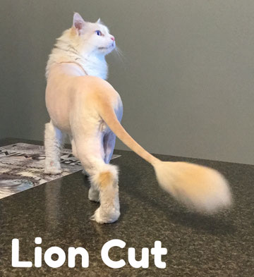 Grooming Catagonia