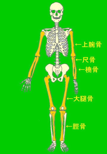 左右差 四肢骨 生物考古学研究所ホームページ 左右差 四肢骨 生物考古学研究所ホームページ