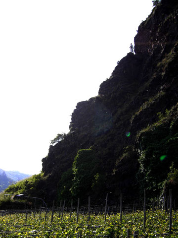 Die Brauselay im Gegenlicht
