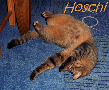 "Hoschi" der Sanfte