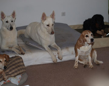 Hunde-Silvester-Party ;-)