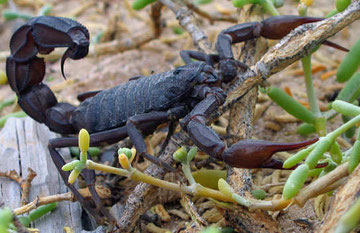 Escorpion o Alacran