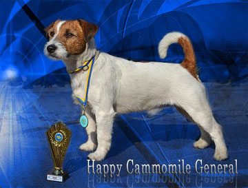 Happy Cammomile General - наш Энди