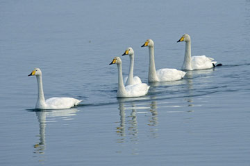 Singschwan