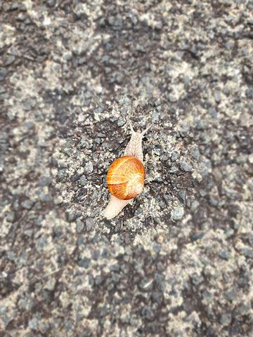 Eine Schnecke bewegt sich langsam über den Asphalt.