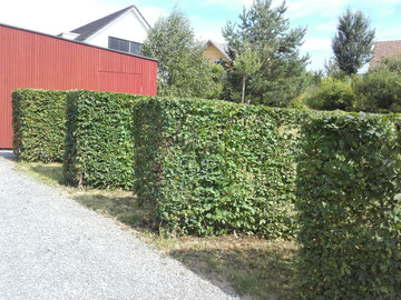 Schnitt von Pflanzen