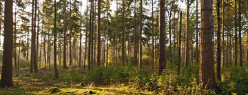 „Nachhaltige“ Argumente: Holz ist ein wunderbares Material der Natur.