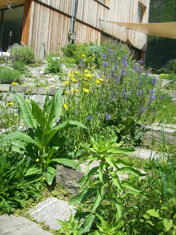 Im Vordergrund Zweijährige Nachtkerze "Oenothera biennis", links Wilde Karde "Dipsacus fullonum" und im Hintergrund Wiesenbocksbart "Tragopogon pratensis ssp. orientalis" ,Bergflockenblume "Centaurea Montana", Wiesensalbei "Salvia pratensis"