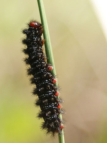 Wegerich-Scheckenfalter Melitaea cinxia in Sachsen Tagfalter Pollrich