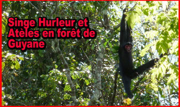 randonnée en guyane singe hurleur et atèles