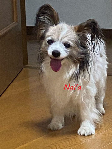 アニマルヒーリング,パピヨン,アニマルコミュニケーション,岩手保護犬
