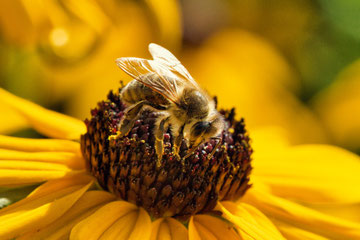Hubert Mitmannsgruber - Fleißiges Bienchen