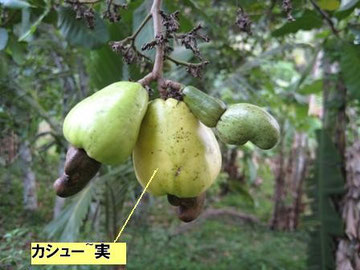 Cashew Fruits