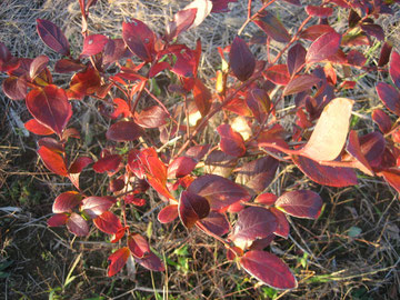 ブルーベリーの紅葉(11~1月)