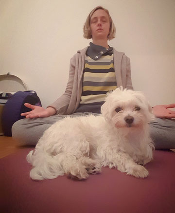 Sukhi kennt die neue Gewohnheit auch schon. Er kommt sofort dazu, wenn ich mir mein Meditationskissen richte...