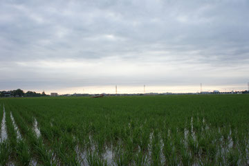 今日の夕方。久しぶりに雲が広がりました。明日は恵みの雨となるでしょうか